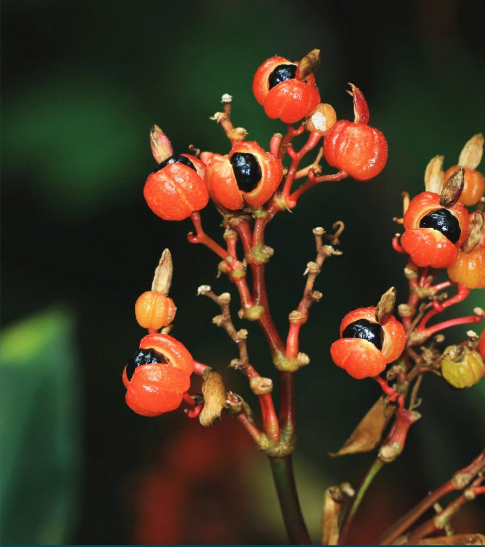 Guaraná